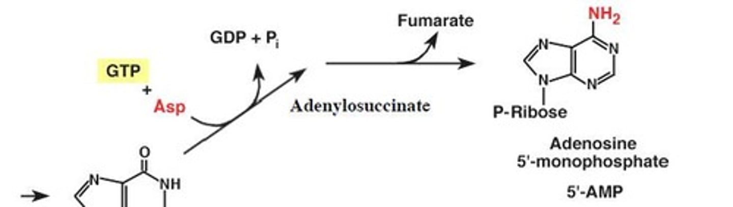 <p>Addition of aspartate</p>