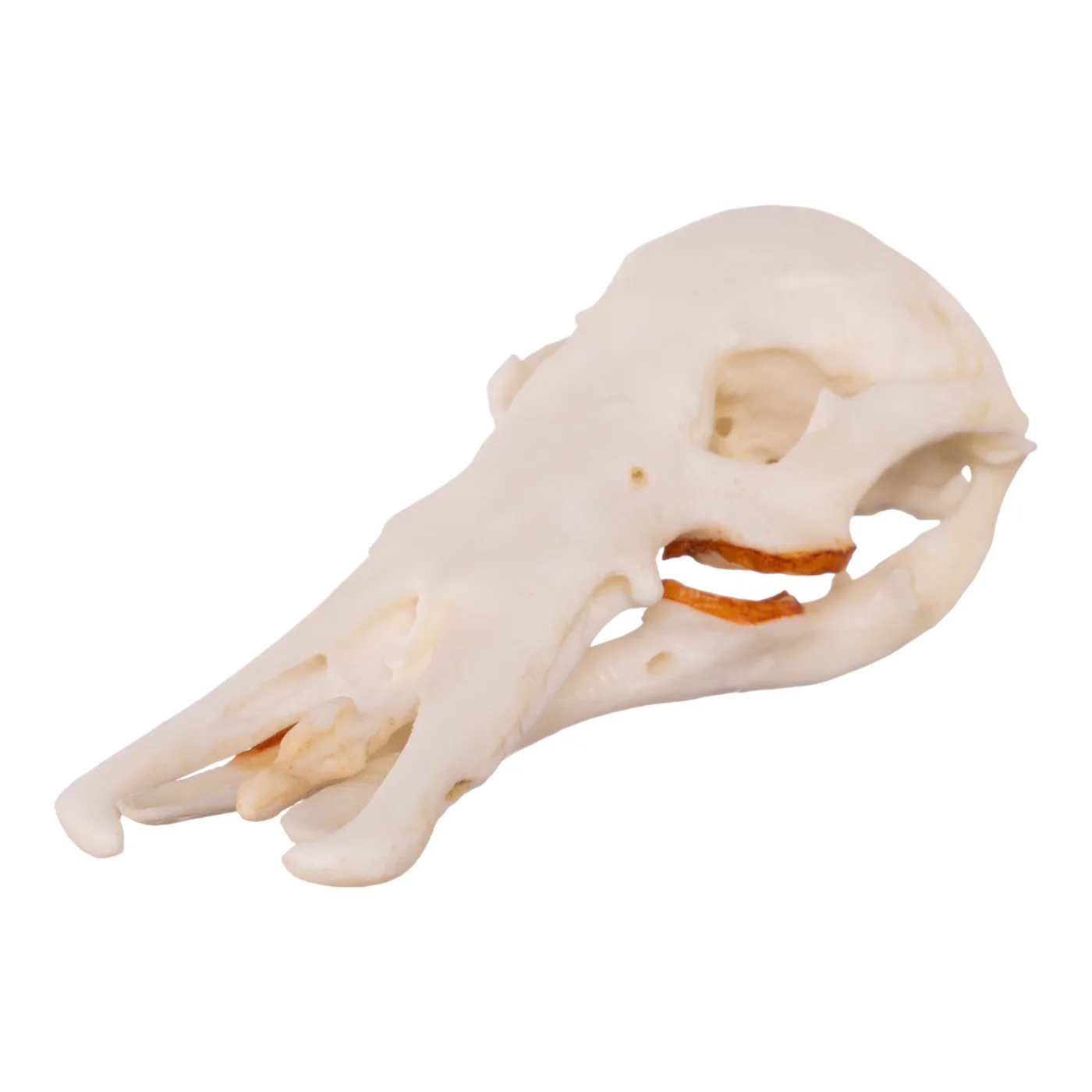<p><span>Family Ornithorhynchidae</span></p>