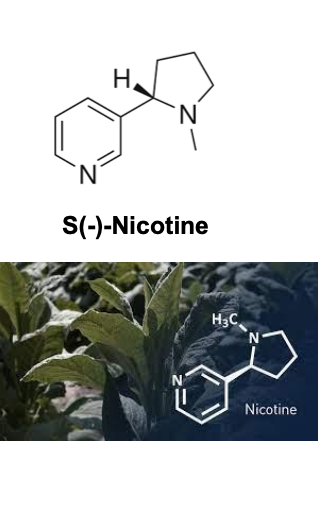 <ul><li><p>nicotine = dibasic containing a weak basic pyridine nitrogen with pKA of 3.1 and pyrrolidine nitrogen with pKA of 8.0</p></li><li><p>nicotine dependence is primarily attributed to its binding to the α4β2 nicotinic receptor subtype which produces pleasurable feelings by releasing dopamine from central dopaminergic neurons</p></li><li><p>1st line treatments for <strong>smoking cessation</strong> include nicotine replacement therapy (NRT), varenicline oral tablets, and bupropion sustained-release (SR) tablets</p></li><li><p>nicotine replacement therapy (NRT) available in 5 different dosage forms</p><ul><li><p><strong>oral inhaler</strong></p></li><li><p><strong>chewing gum</strong></p></li><li><p><strong>oral lozenge</strong></p></li><li><p><strong>nasal spray</strong></p></li><li><p><strong>ER transdermal patch</strong></p></li><li><p>oral formulation and nasal spray provide rapid delivery of nicotine while patch has slower onset of nicotine delivery but 24 hour duration</p></li><li><p>NRT delivers nicotine to CNS in a lower concentration and at much slower rate than tobacco smoke</p></li></ul></li></ul><p></p>