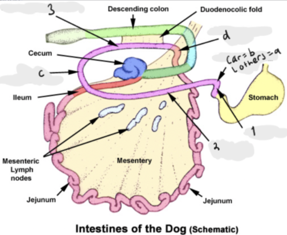 <p>The parts of duodenum?</p>