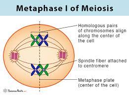 * homologous chromosomes line up along the equator