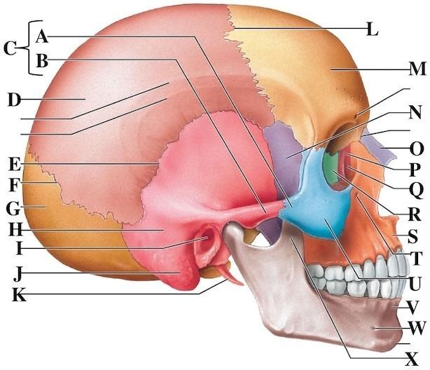 <p>In the figure above "J" is the ____ and "F" is the ____.</p>