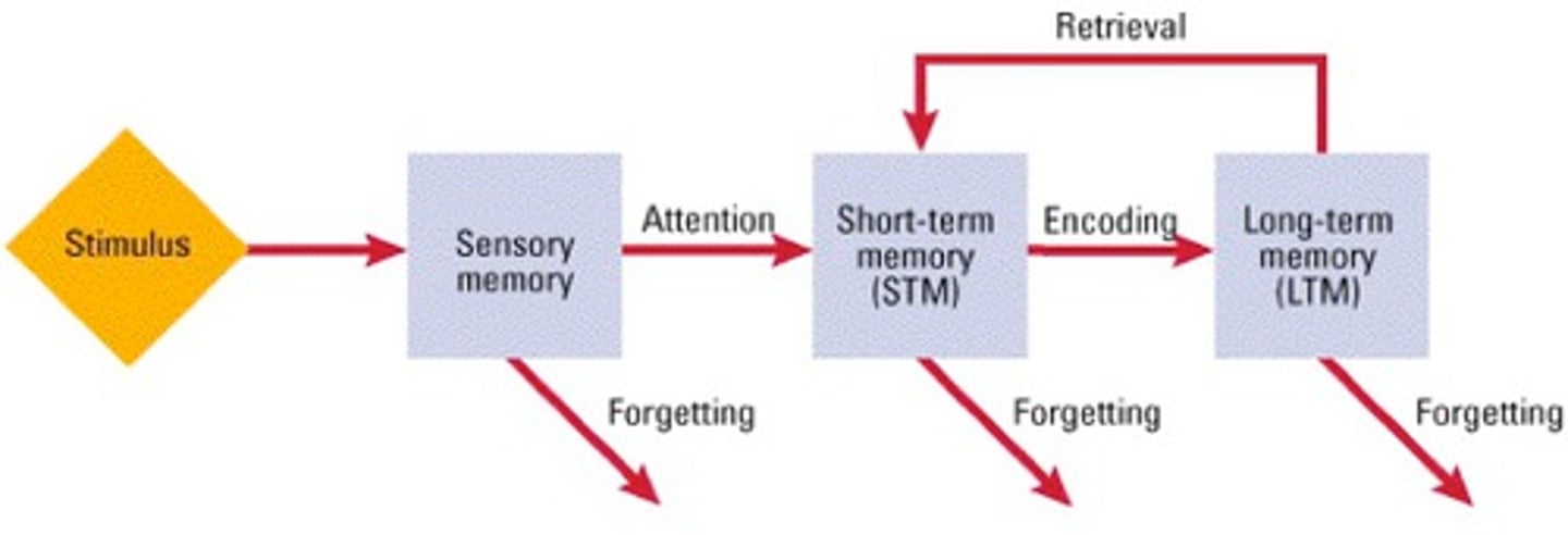 <p>(C) Accommodation</p><p>Three of the main steps involved in the Information-processing model are Attention, Perception and Storage into Memory.</p>