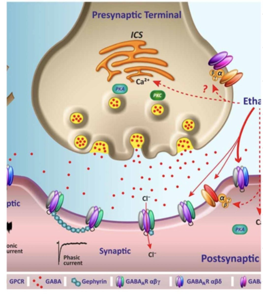 <p>they target the GABA receptor, which inhibits the synapse between neurons, allowing CNS inhibition/depression. </p>