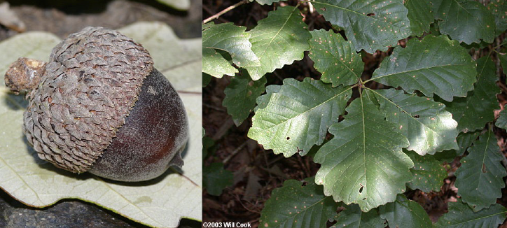 <p>Family<br>Genus<br>Species<br>Common Name</p>