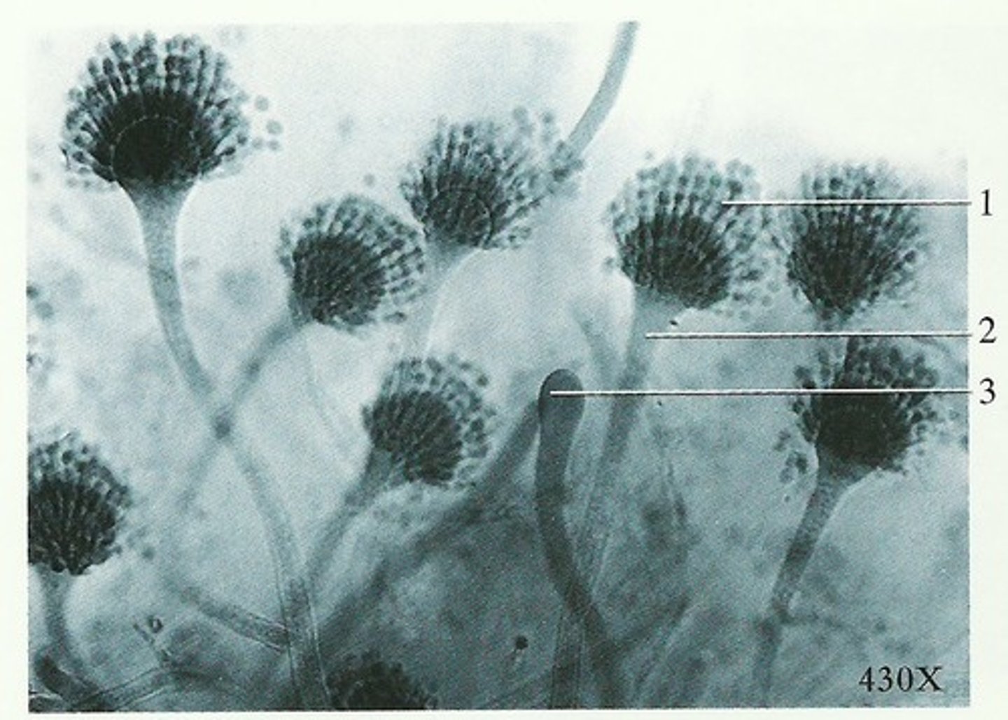 <p>a type of hypha that bears asexual spores called conidia</p>