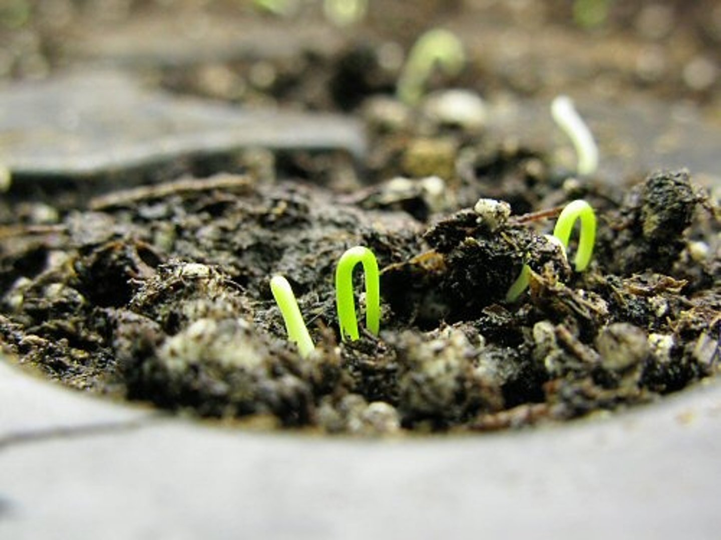 <p>appear, loom, spring up, come out, develop</p><p>나타나다</p>