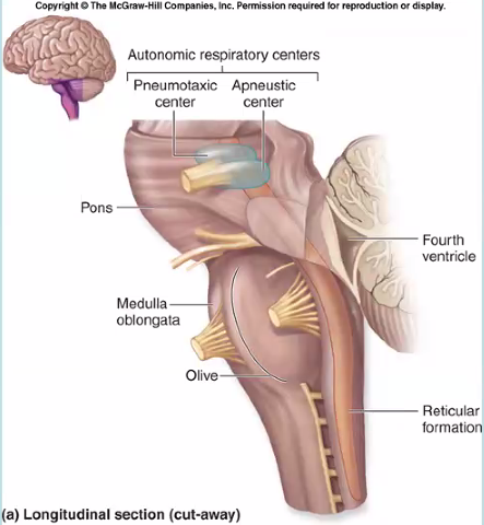 <p>pneumotaxic center (part of the autonomic respiratory centers)</p>