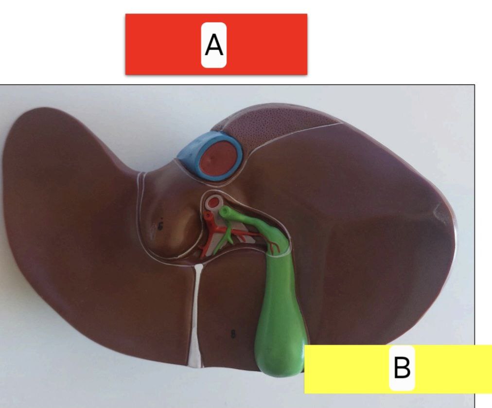 <p>Identify the following and answer these questions</p><p></p><ul><li><p>Mention the function of A and where its tube opens</p></li></ul><p></p><ul><li><p>Mention the function of B and where its tube opens</p></li></ul><p></p>