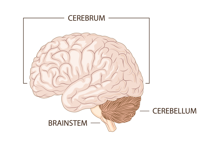 <p>The big part on the top.</p><p>Made of four lobes, makes up 80% of the brain, and is the center for all intelligence, reasoning, memory, and voluntary processes.</p>