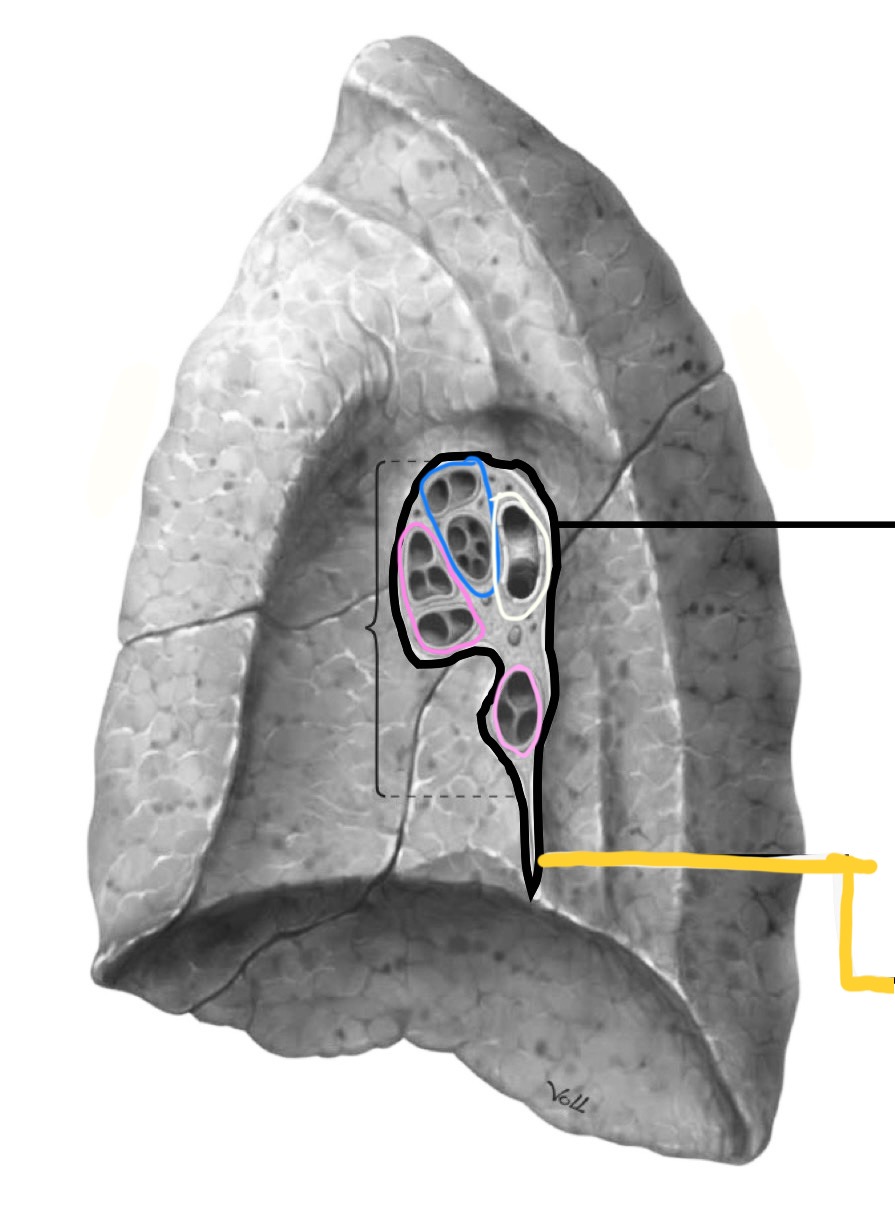 <p>What structure is identified in pink?</p>