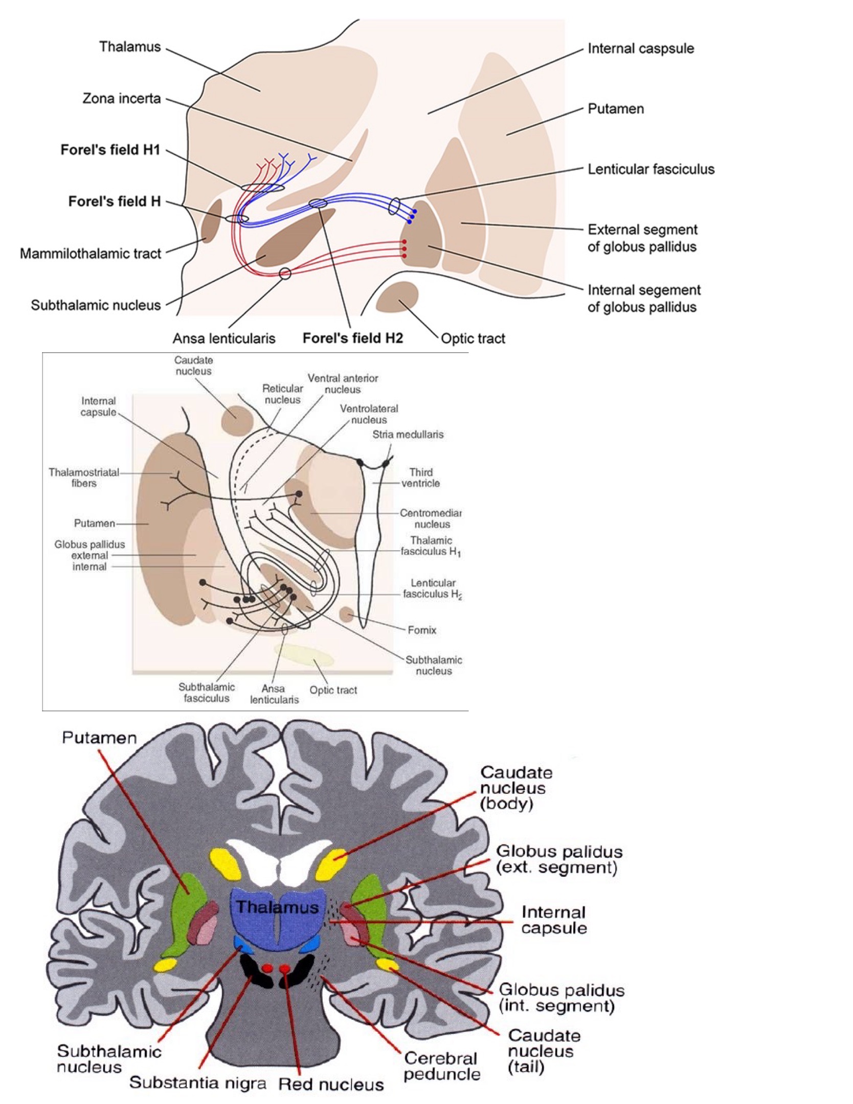 <ul><li><p>H1 » pęczek wzgórzowy (thalamic fascicle)</p></li><li><p>H2 » pęczek soczekowy (lenticular fascicle)</p></li></ul>