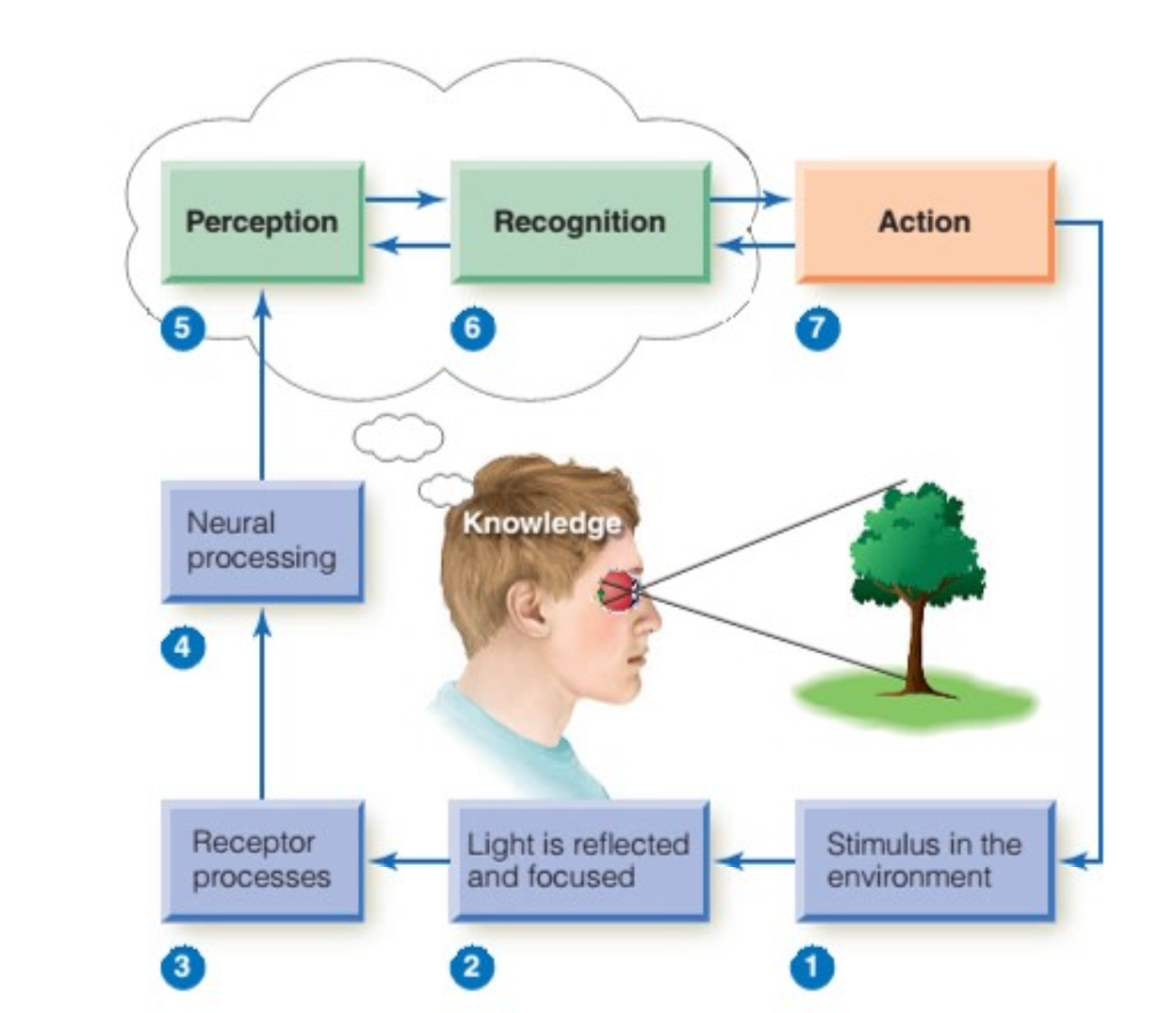 <p>Begins with stimuli, ends with perception, recognition, and action</p>