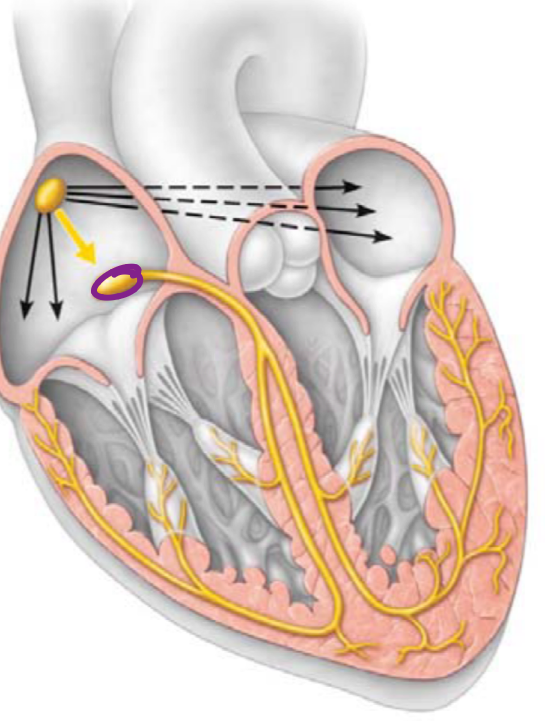 <ul><li><p>the impulses pause at the atrioventricular (AV) node</p><ul><li><p>delays impulse for 0.1 sec while atria complete contraction</p></li><li><p>generates impulses 40-60x per min</p></li></ul></li></ul><p>delay of 0.1 se allows for atrium to fully contract, propelling blood into ventricles</p><p></p>