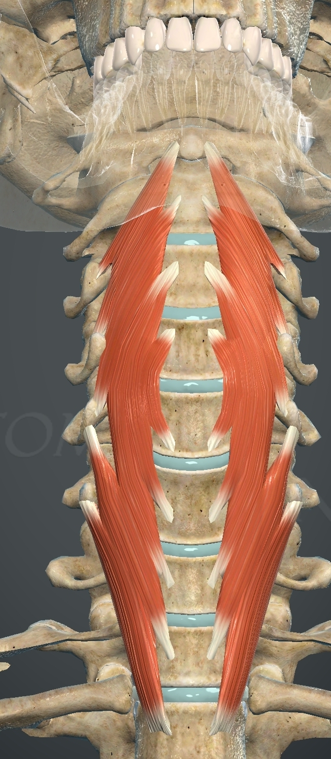 <p>What muscle is this?</p>