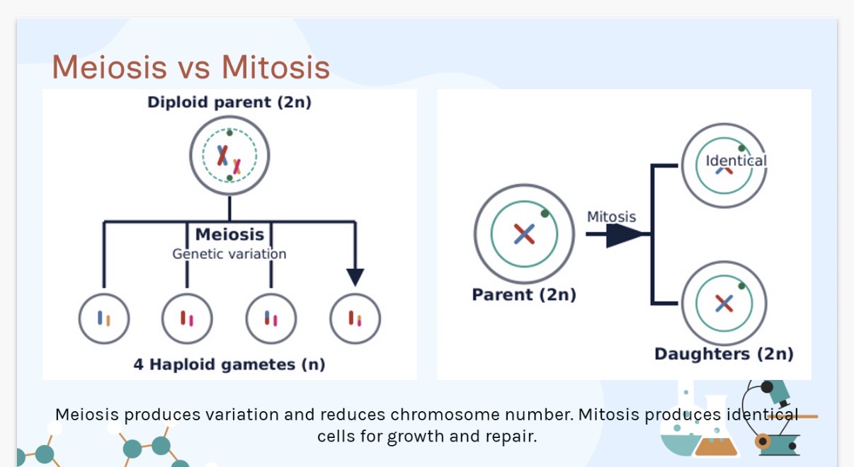 <p>State 5 differences between meiosis and mitosis?</p>