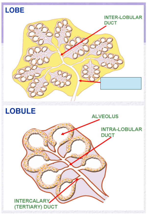 <p>Name the gland’s duct (blue box)</p>
