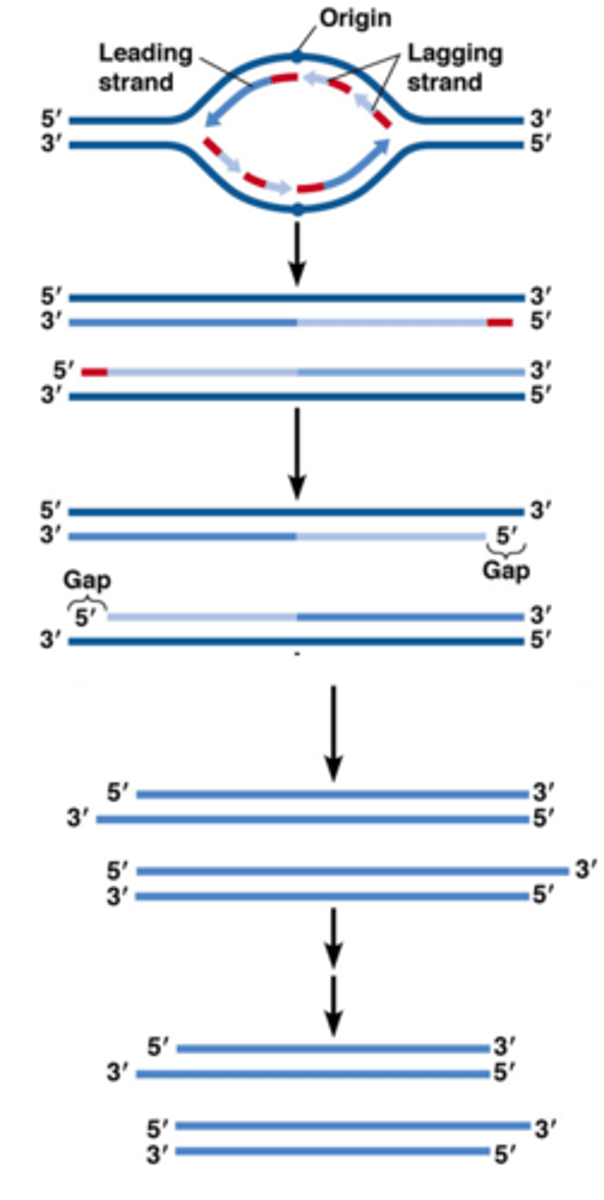 <p>•Gelijkaardig aan replicatie in prokaryoten</p><p>•Klemproteïne bij eukaryoten proliferating nuclear cell antigen, PCNA: recruteert DNA polymerase d</p><p>•Verschilpunt tov prokaryoot: verwijderen van RNA primers door endonuclease RNAse H (specifiek voor DNA-RNA duplex) en exonuclease FEN1</p><p>•Replicatie-fabrieken dicht bij kernmembraan</p><p>•Chromatine-remodelleer complexen: bv. laterale verschuiving van histonen complexen (repositionering van nucleosomen)</p><p>•Het probleem van de replicatie van chromosoomuiteinden. (zie foto en volgend kaartje!)</p>