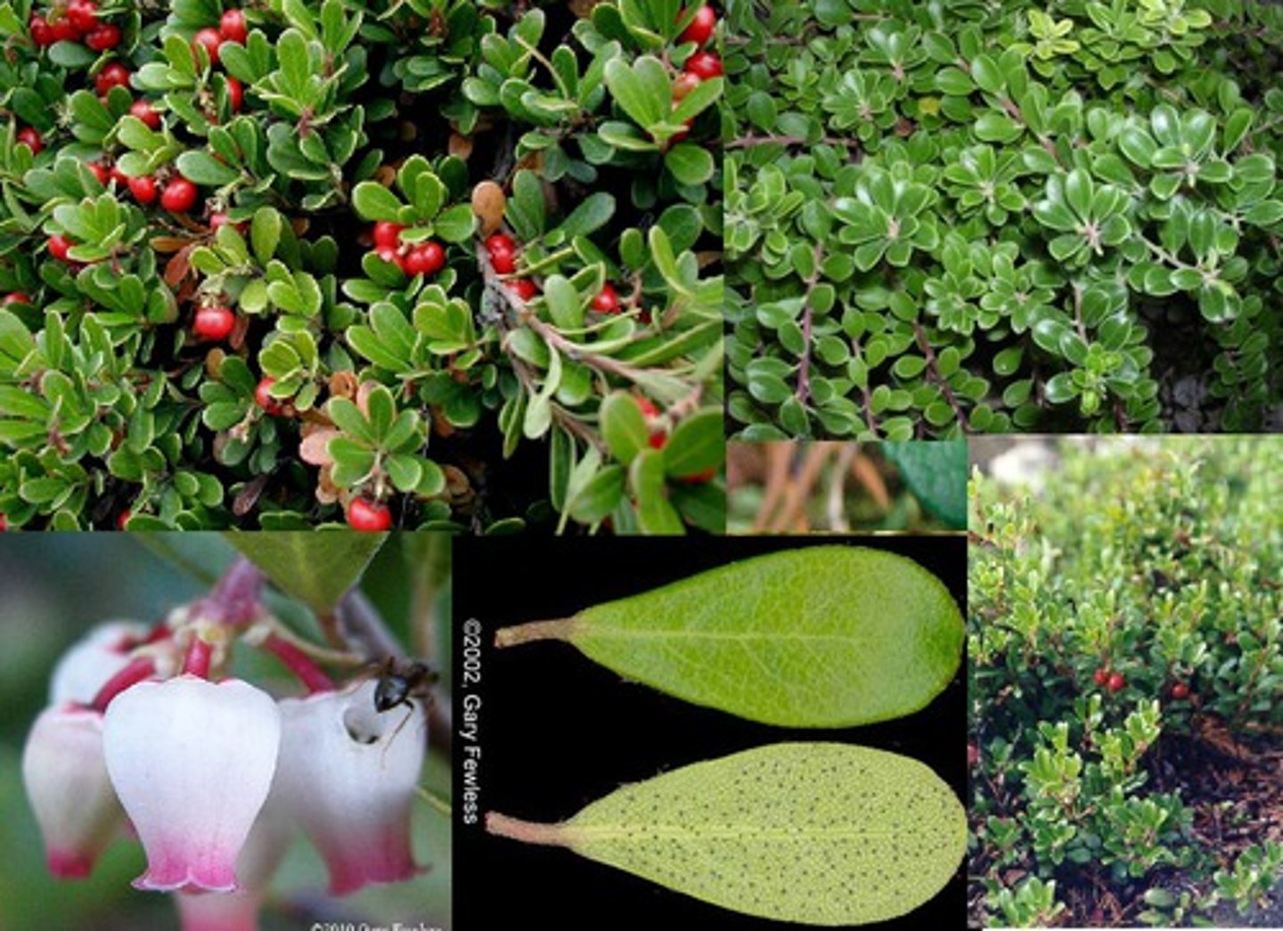 <p>Ericaceae. manzanita</p>