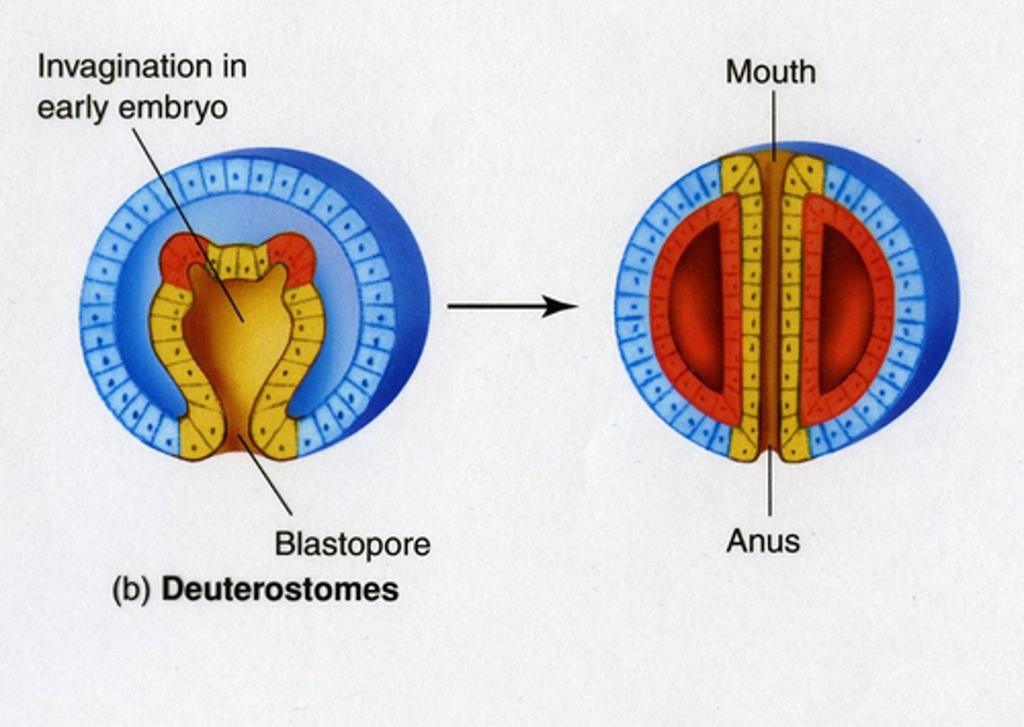 <p>Organisms in which the blastopore becomes the anus. "mouth second"</p>