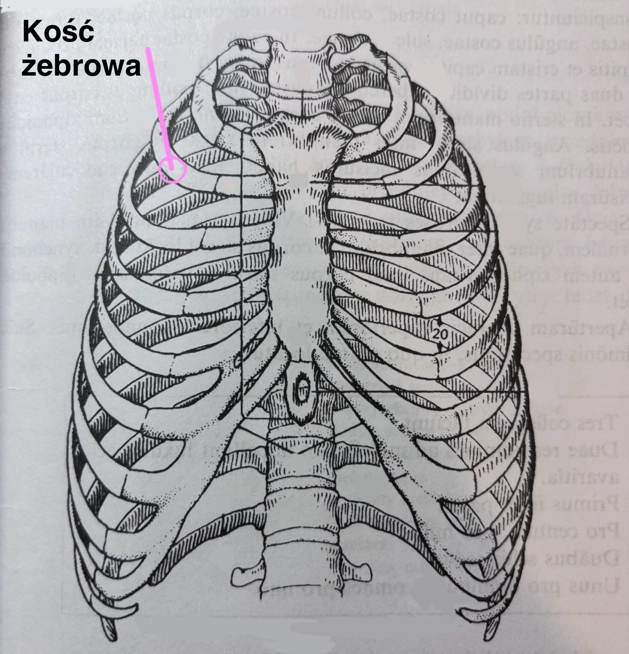 <p>Kość żebrowa</p>