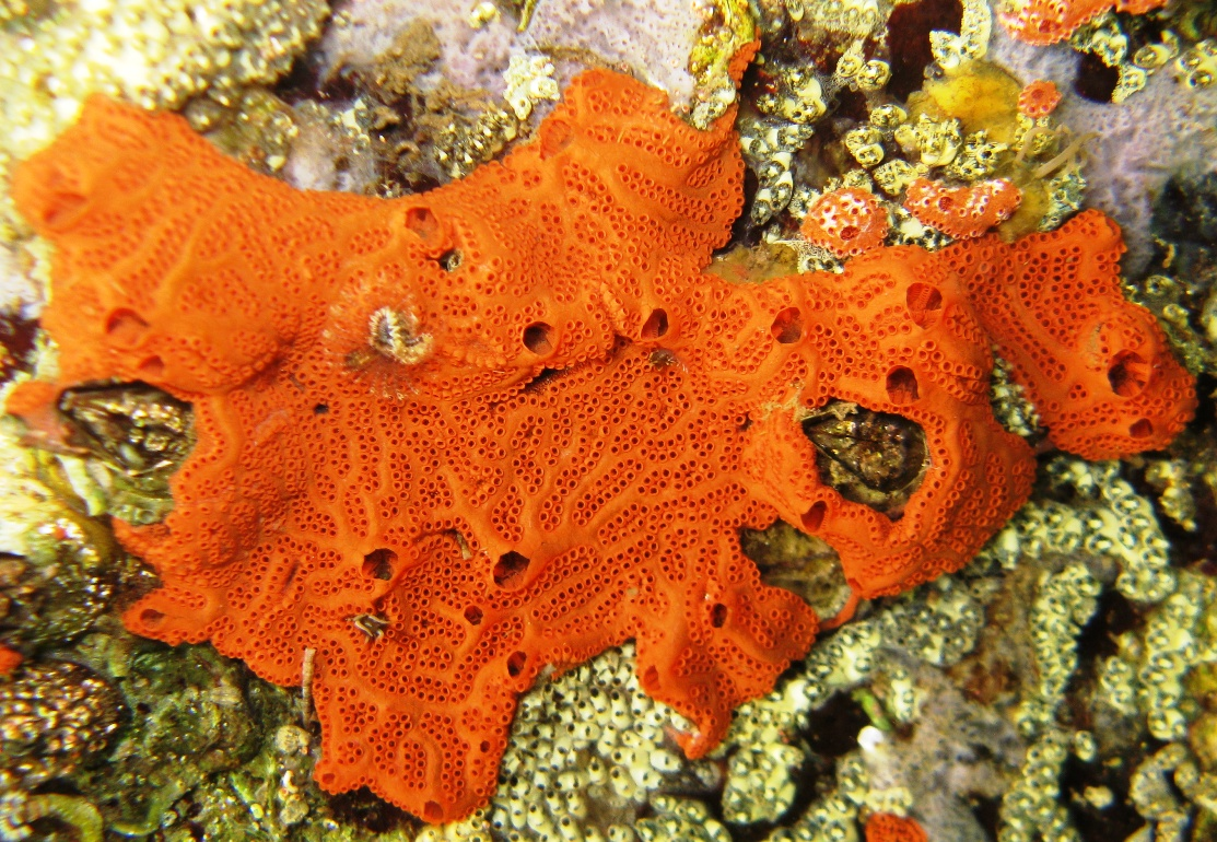 <p>Chordata: Compound Tunicate</p><p>(Looks like compounded white/yellow/orange/red barnacles all squished up flat)</p>
