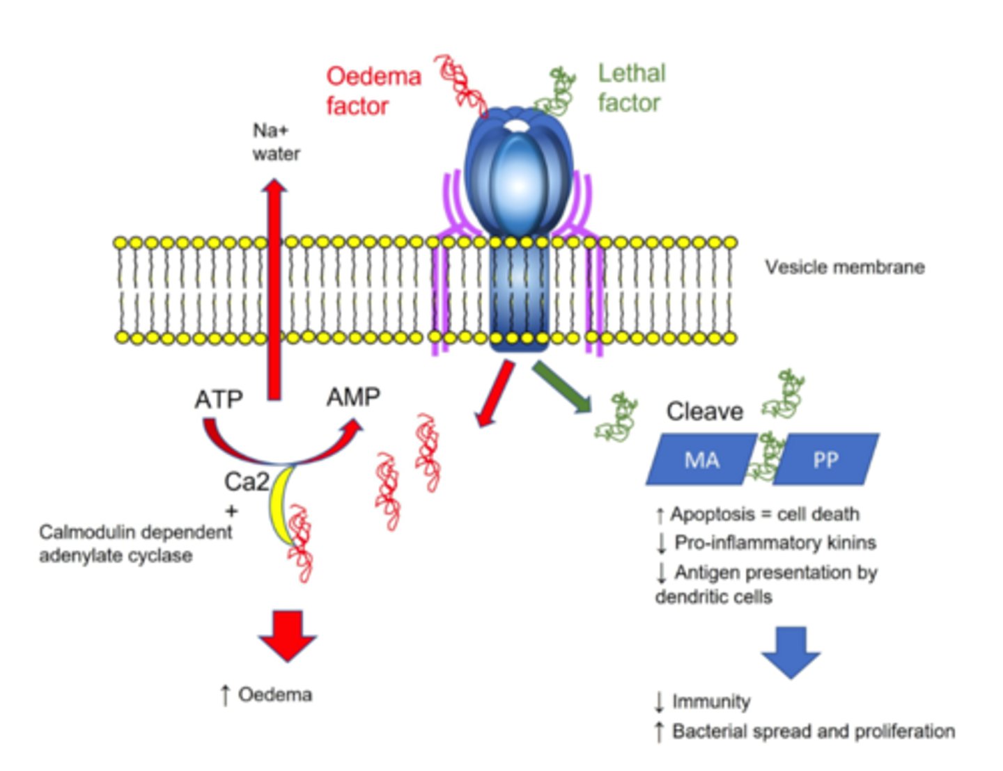 <p>1. Allows entry of LF/EF into Cytosol by creating a pore in cell membrane</p><p>2. converts ATP to cAMP, which disrupts Na/K ATPase pump leading to altered fluid distribution</p><p>3. cleaves MAPPS lowering gene transcription and protein producing causing increased apoptosis, decreased antigen presentation and decreased proinflammatory kinin production</p>