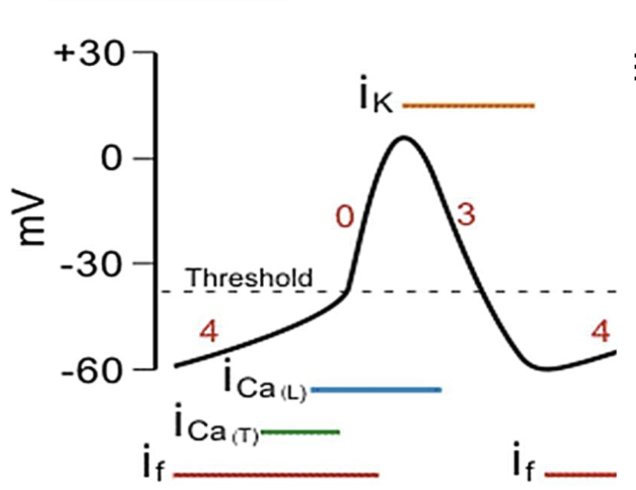 4: Diastolic/spontaneous depolarization: Cation (typically Na+) influx via funny channels 
0: Slow depolarization: VG Ca++ channels, Ca++ influx 
3: Repolarization: K+ efflux ==> Maximum diastolic potential (-65 mV) 