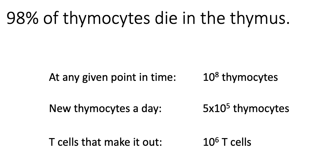 <ul><li><p>98% of thymocytes die.</p></li><li><p><strong>Thymocyte numbers:</strong></p><ul><li><p>~100 million total at any time.</p></li><li><p>~50,000 new thymocytes enter per day.</p></li><li><p>Only ~1 million successfully exit the thymus.</p></li></ul></li><li><p><strong>Reasons for death:</strong></p><ol><li><p>Failure to make productive <strong>VDJ rearrangements</strong>.</p></li><li><p>TCR cannot bind <strong>MHC</strong>.</p></li><li><p>TCR binds too strongly to <strong>self-peptides</strong> → negative selection.</p></li></ol></li></ul><p></p>
