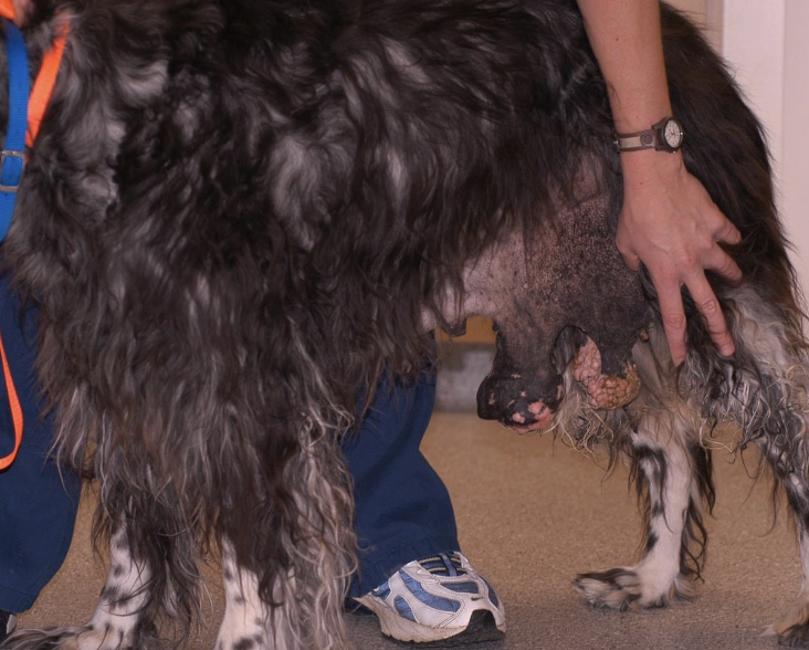 <p>50% chance of being malignant, 50% chance of being benign</p>