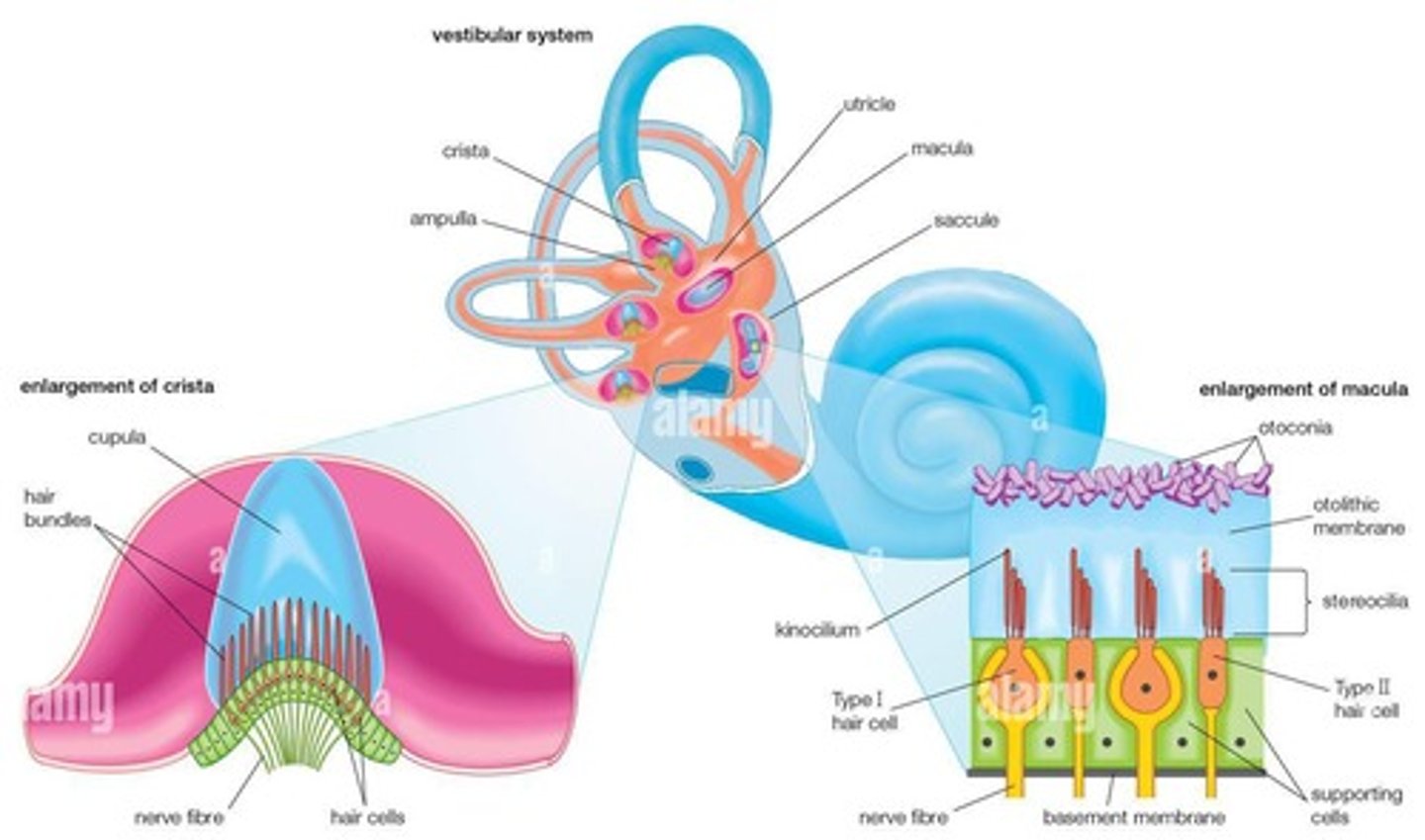 <p>Cristae (hair cells).</p>