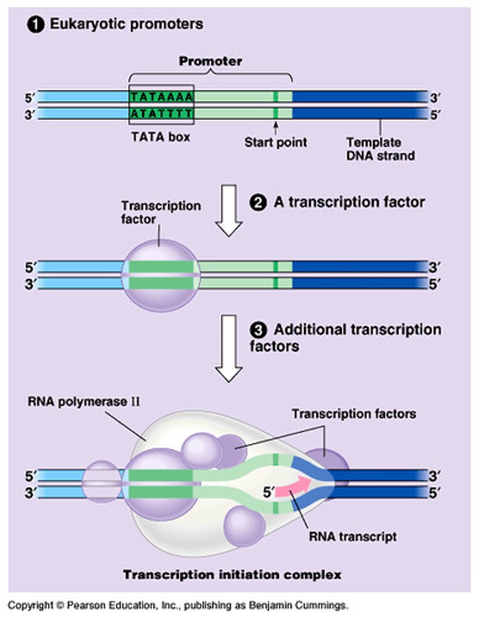<p>a DNA sequence in eukaryotic promoters crucial in forming the transcription initiation complex</p>