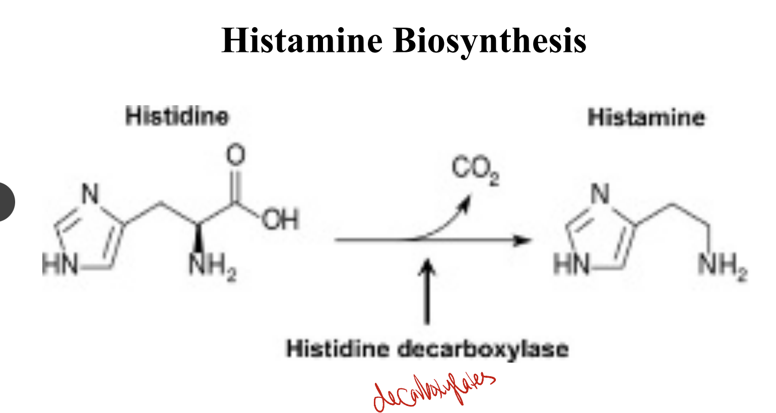 comes from histidine → histamine using enzyme histidine decarboxylase
