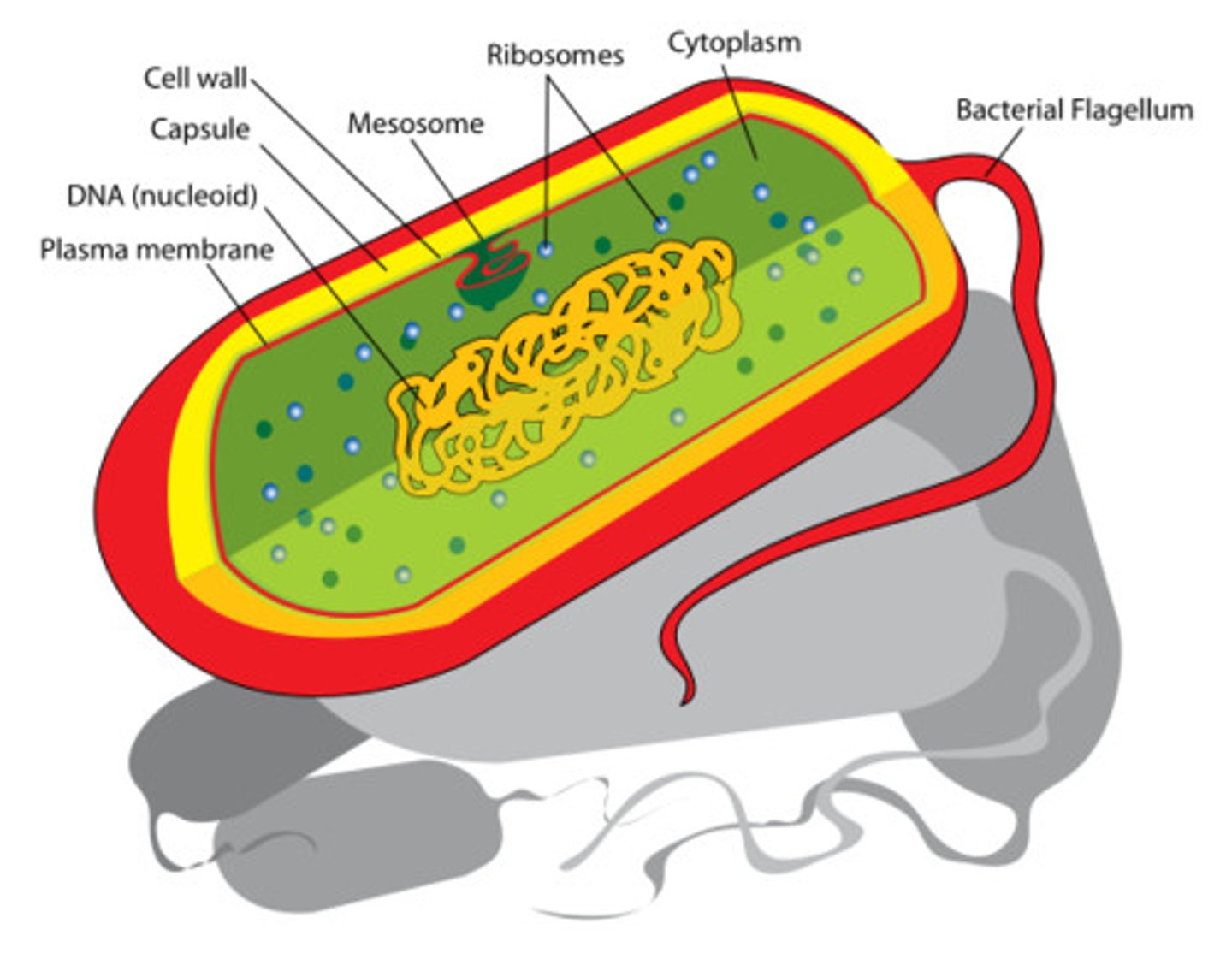 <p>In prokaryotic cells (bacteria) the DNA is found as a single loop</p>