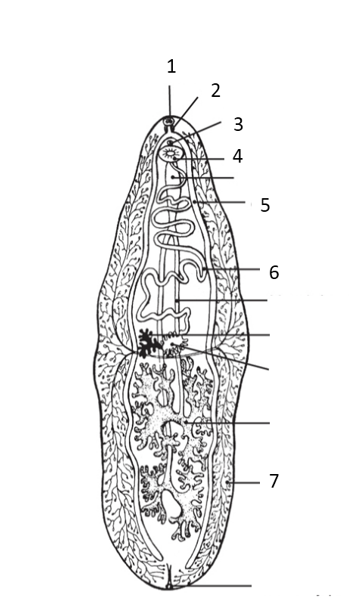 <p>Label your answers 1-8. Fluke morphology. Refer to the following figure to answer the questions below.</p><ol><li><p>What structure is labeled in 1?</p></li><li><p>What number represents the “bifurcating cecum”?</p></li><li><p>What number represents the pharynx?</p></li><li><p>What structure is labeled in 6?</p></li><li><p>What is the function of 3?</p></li><li><p>What structure is labeled in 7?</p></li><li><p>What number represents the ventral sucker?</p></li><li><p>Explain how flukes release waste if they do not have an anus.</p></li></ol><p></p>