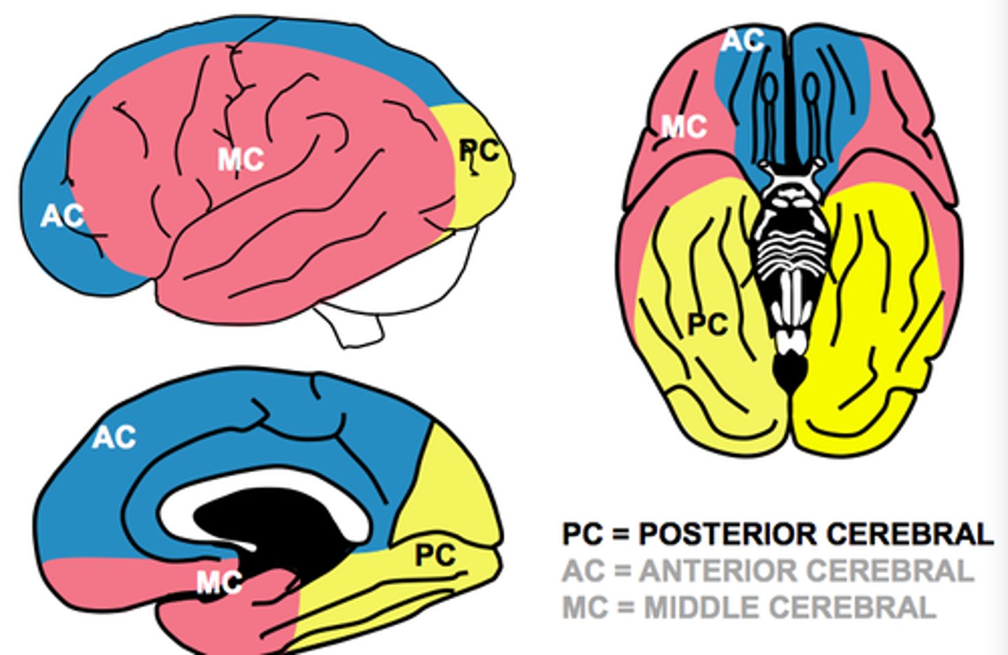 <p>lateral (side) areas of the frontal, temporal, and parietal lobes</p>