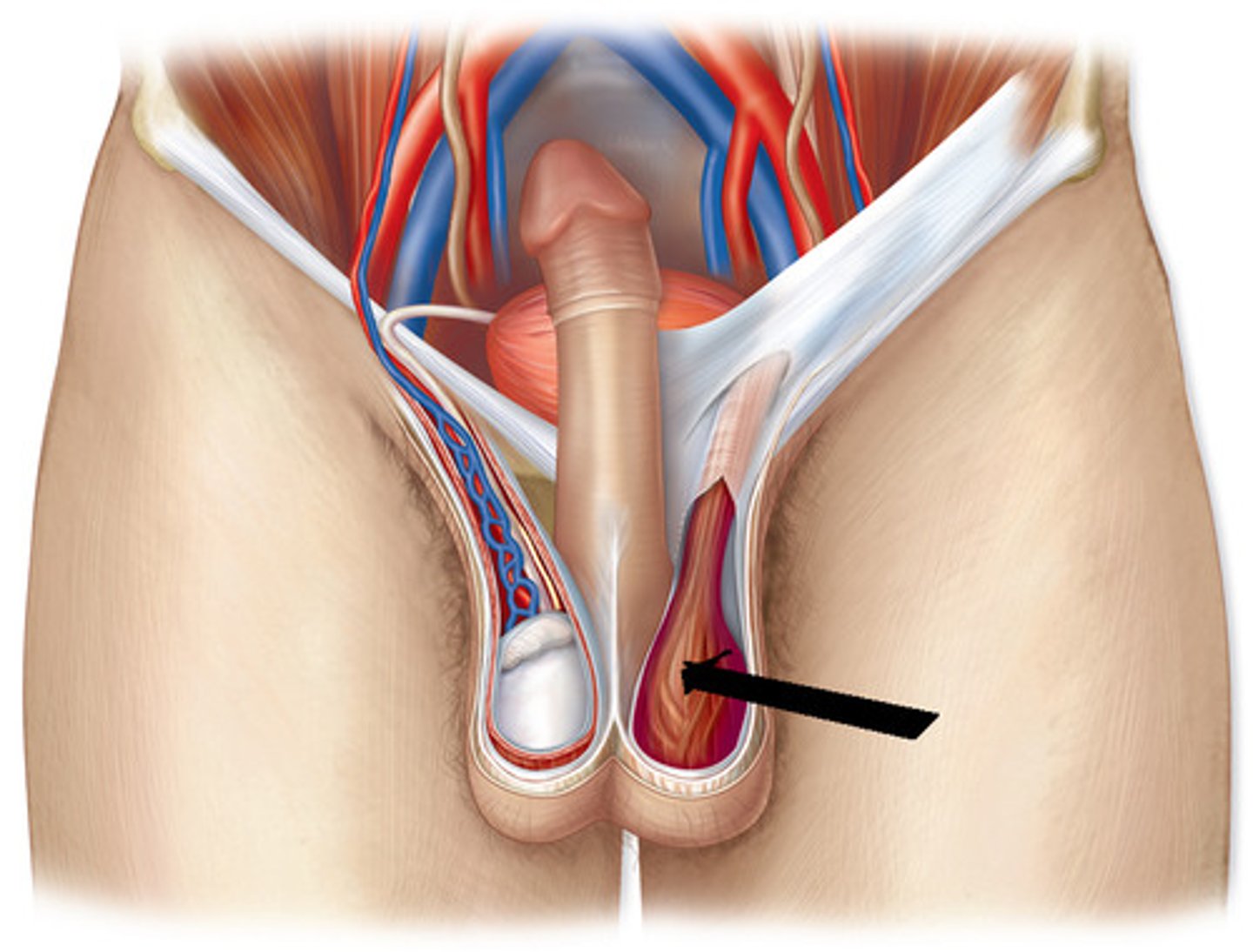 <p>- superficial</p><p>- encapsulate area around testicles</p><p>- smooth muscle</p><p>- not under voluntary control</p><p>- contracts causing wrinkling of scrotal surface (in cold weather)</p>