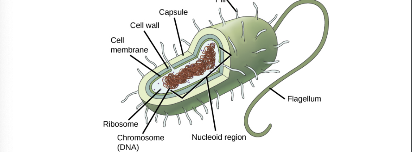 <p>Prokaryote Structure</p>