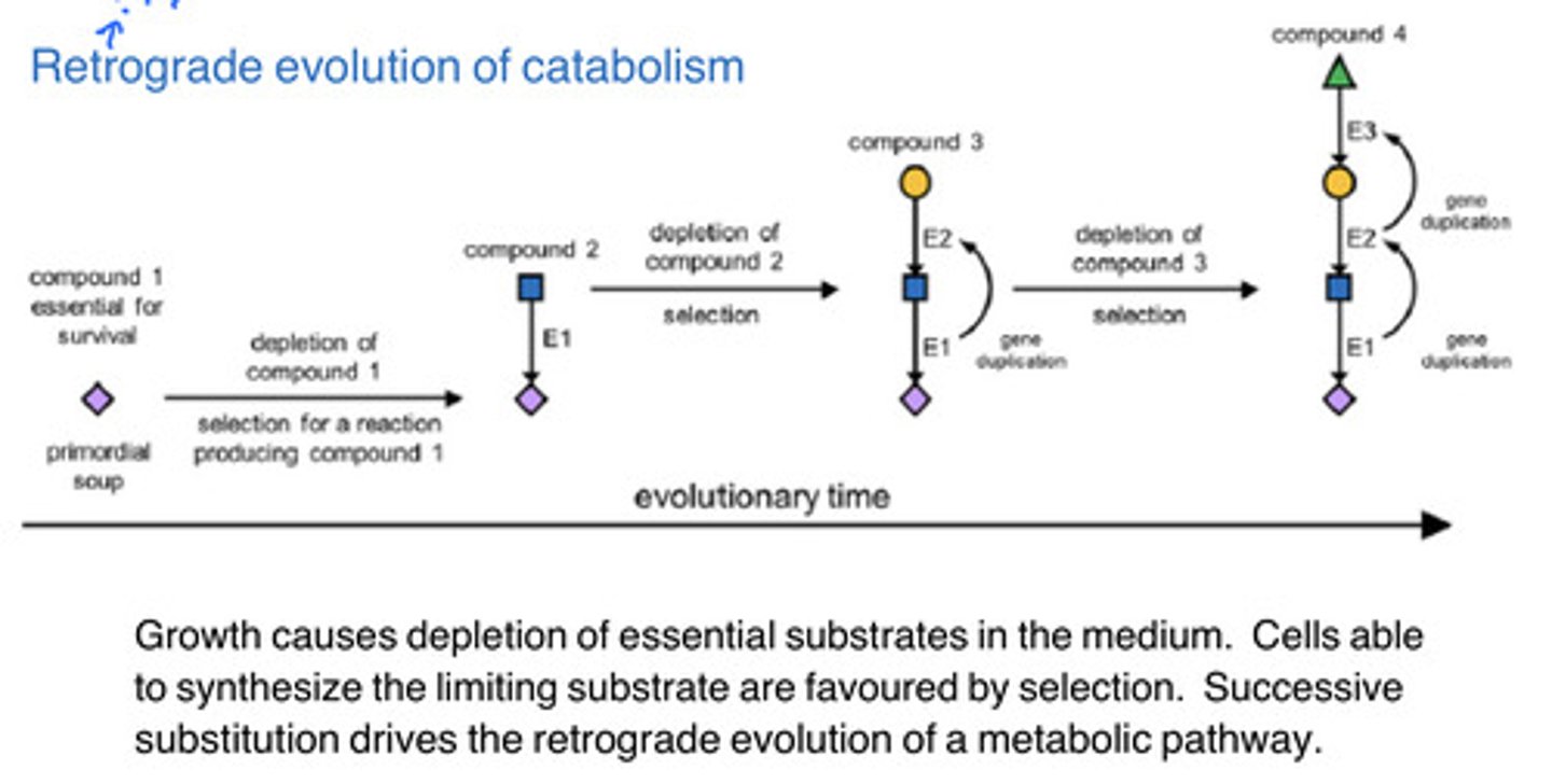 <p>· Retrograde Evolution</p>