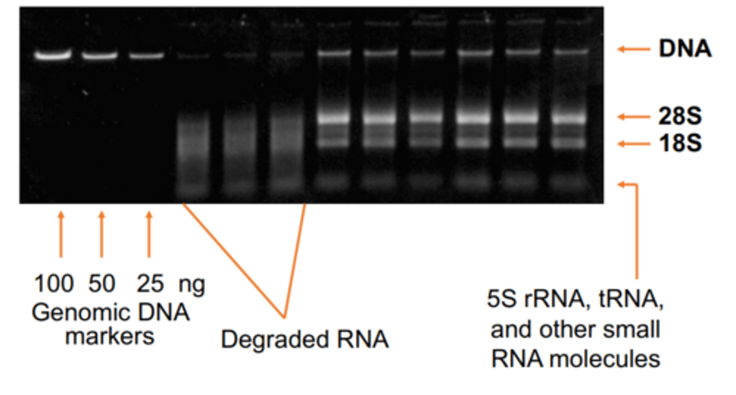 <p>RNA is 2 bands 1 representing large and small RNA. If bands are smeared/degraded or absent, Quality of RNA is unacceptable</p>