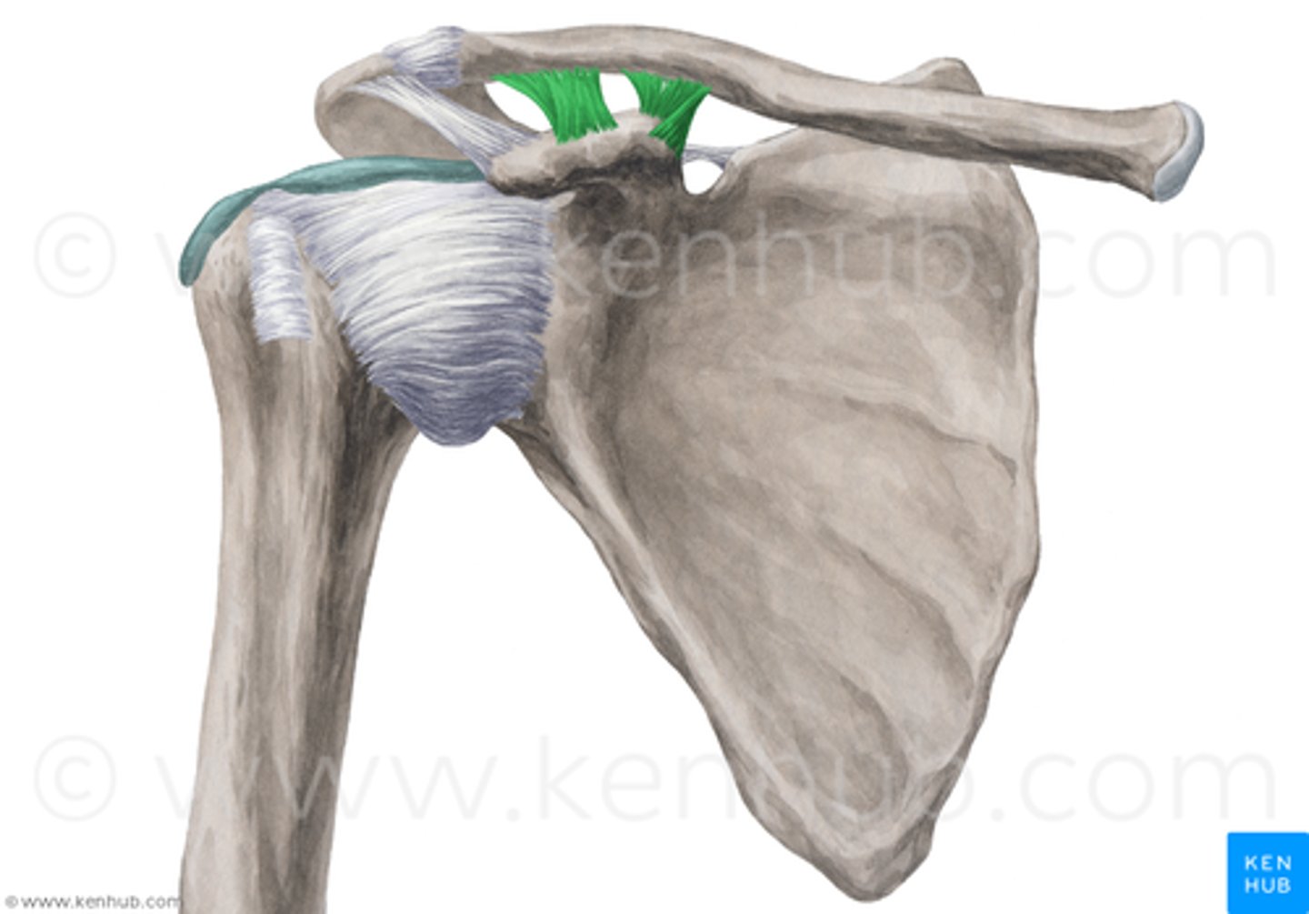 <p>what ligament is this?</p>