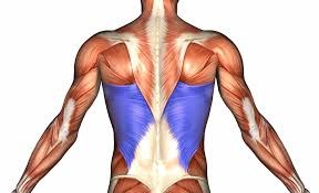 <p>mid lower mid back muscle, large, Adducts and medially rotates arm</p>