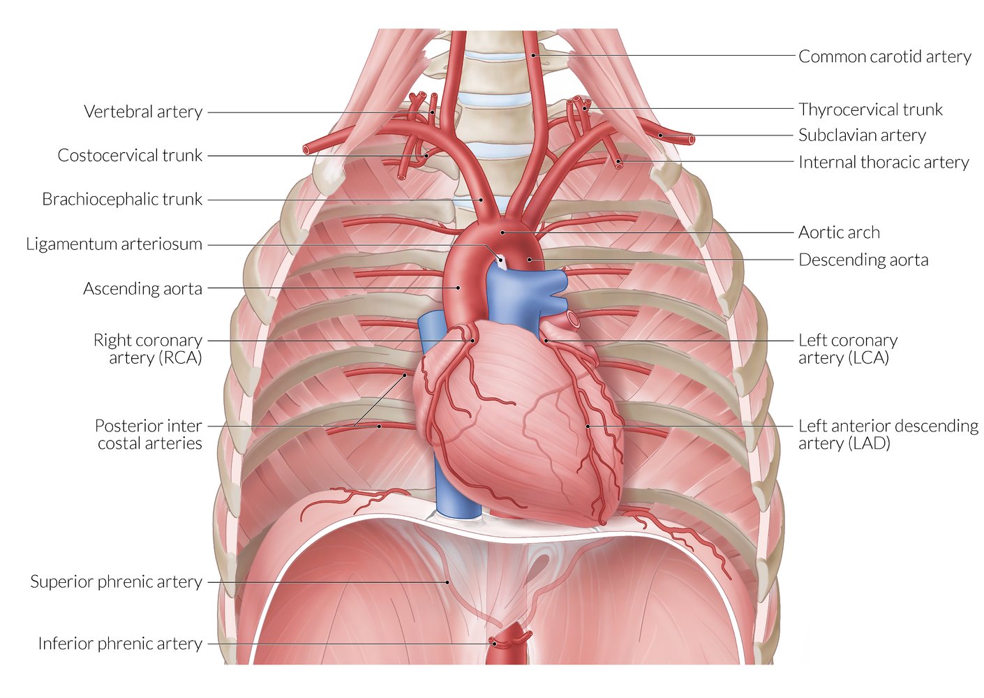 <p>What is the internal space formed by the bones of the thorax?</p>