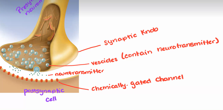 <p><span>·</span><span style="font-size: 7pt; font-family: &quot;Times New Roman&quot;">&nbsp;&nbsp;&nbsp;&nbsp;&nbsp;&nbsp; </span><span style="font-family: Arial, sans-serif">tips of the <strong>presynaptic</strong> neuron that contain <strong>synaptic vesicles</strong> containing a <strong>neurotransmitter </strong>that will aid in signal transmission across the <strong>synaptic cleft </strong>(20-30nm in length)</span></p><p class="MsoNormal"><span style="font-family: Arial, sans-serif">*top says axon collateral and presynaptic neuron</span></p>