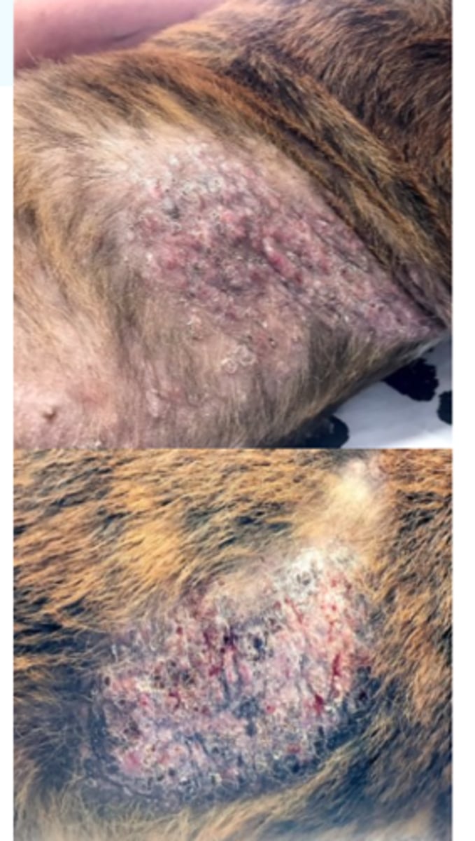 <p>• Onset in young dogs, usually between 3 and 18- 24 months;</p><p>Inherited disease (multiple genes involved) =&gt; affected animals and their parents or siblings should not breed;</p><p>Temporary immune alteration seems to play an important role;</p><p>Risk factors</p>