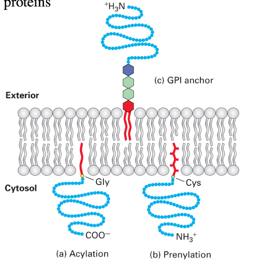 <ul><li><p>Covalently bonded to a lipid group that resides within the membrane</p><ol><li><p>Myristoylation (or Acetylation)</p></li><li><p>Prenylation</p></li><li><p>GPI Anchored Protein</p></li></ol></li></ul><p></p>