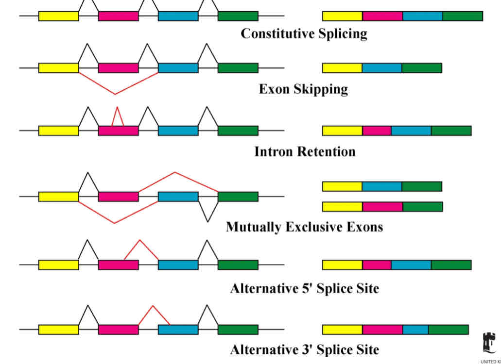 <p>Process that allows the DNA to code for more than one protein by varying the exons present in a mRNA </p><ul><li><p>40% of humans </p></li><li><p>Can encode many related proteins with 1 gene</p></li><li><p>Exactly which intron boundaries are spliced is decided by protein factors that bind to the intron boundries and either help or hinder cutting by the spliceosome </p></li><li><p>Some genes can be spliced in different ways</p></li></ul>