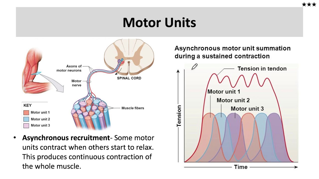 <p>What does asynchronus recruitment enable? (2)</p>