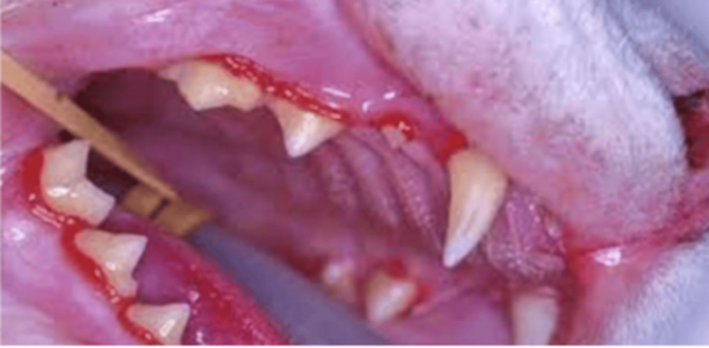 <p>what is the medical term for the condition of this cat? what is likely the etiology?</p>