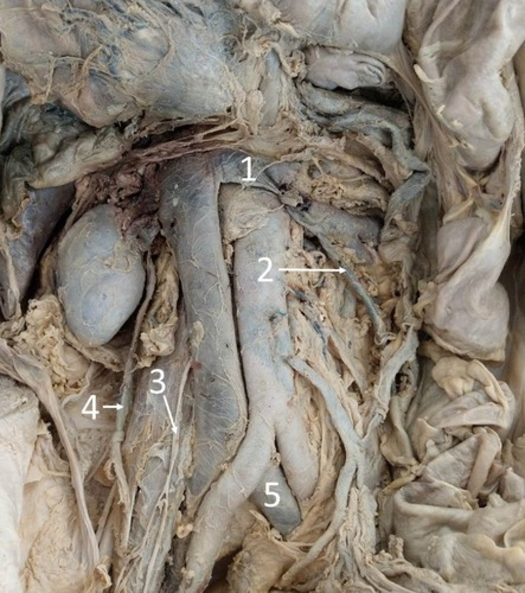 <p>ID 2, assume pt is male</p>